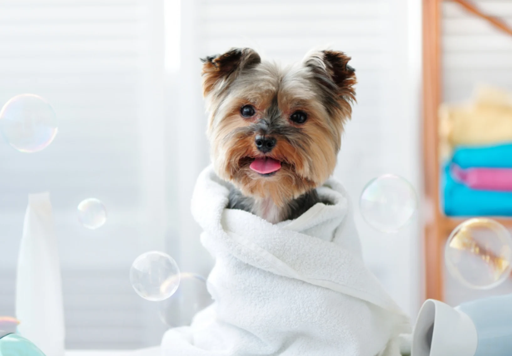 Dog Wrapped in Towel with Bubbles